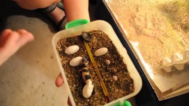 ЭУБЛЕФАР ВЫЛУПИЛСЯ!