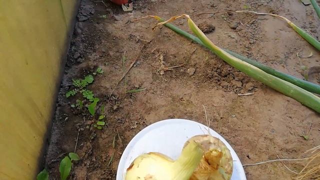 Собираем урожай лука. Сезон 2019 смотреть онлайн