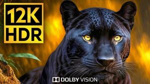 Самые популярные дикие животные в потрясающем 12K HDR Dolby Vision Experience
