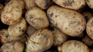 Что делать, чтобы КАРТОФЕЛЬ не прорастал? Сделай МАЛЕНЬКУЮ ХИТРОСТЬ!