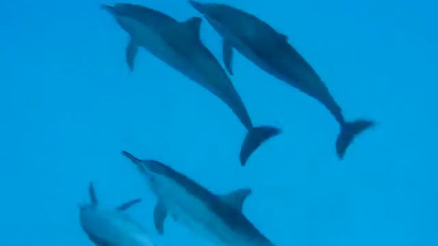 Красное море Дельфины смотреть онлайн