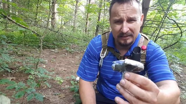 Indigo milk cap mushroom смотреть онлайн