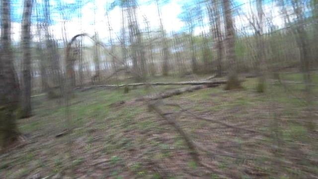 Прогулка по весеннему лесу в поисках сморчков!!!Фига да тут их видимо не видимо... смотреть онлайн