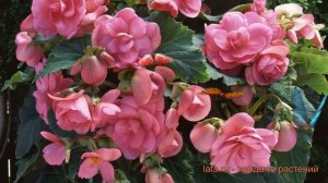 Бегония клубневой Пинк (pink) 🌿 обзор: как сажать, семена бегонии Пинк