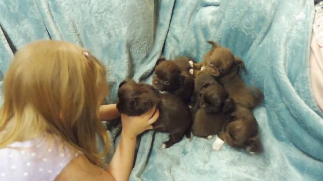 ЦЕНЫ на ЩЕНКОВ #чихуахуа УКАЗАНЫ в видео 04.06.23 ПРОДАЮ #ЩЕНКОВ_чихуа +7 921 595 0848 ЕСТЬ ДОСТАВК смотреть онлайн