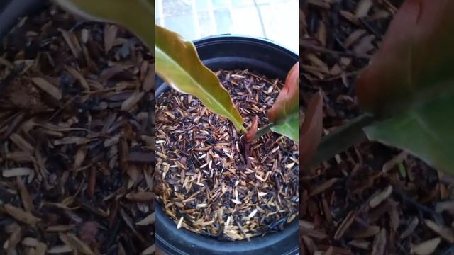 philo caramel marble смотреть онлайн