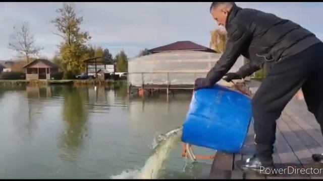 Зарыбление общего водоема. Форель 150 кг, навеска 0,9 - 1,5 кг. смотреть онлайн