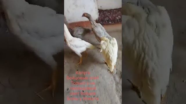 КАЛУГА БАЙСОВ (2) смотреть онлайн