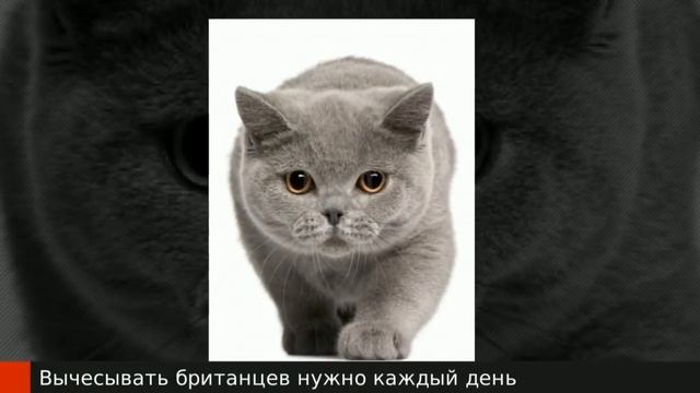 Породы кошек - Британская кошка. [British Shorthair (Cat Breed)]