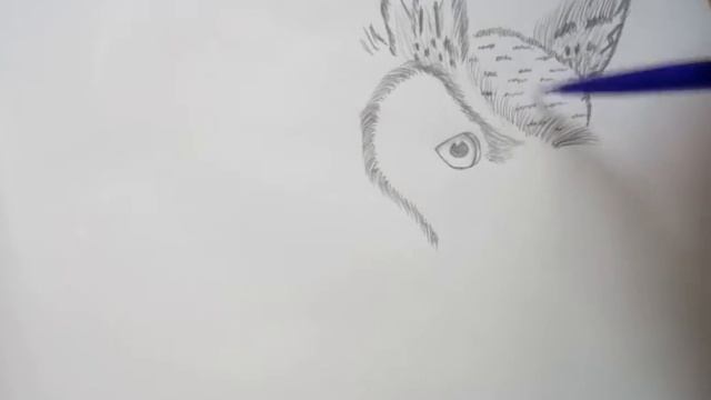 Сова карандашом смотреть онлайн