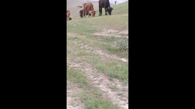 Илонлар водийси. Долина змей. смотреть онлайн