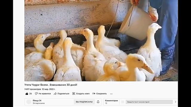 БРОЙЛЕРНАЯ УТКА ST5 И STAR 53, выгодно или нет.  Принимаю заявки на мясного бройлера.