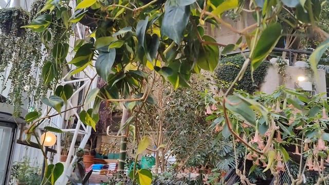 Barbican Conservatory London - Glasshouse Tour