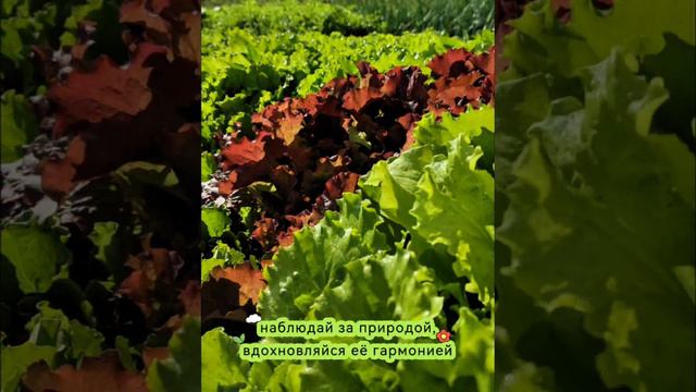 #сад #ландшафт #природа #искусство #алтай #АГУ смотреть онлайн