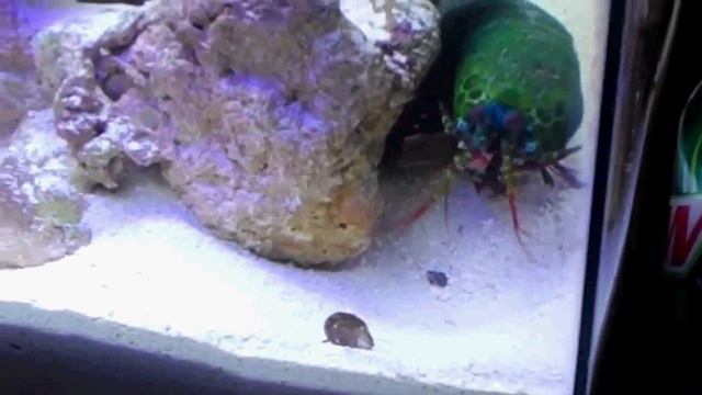 NEO AQUARIUM in a Nutshell смотреть онлайн