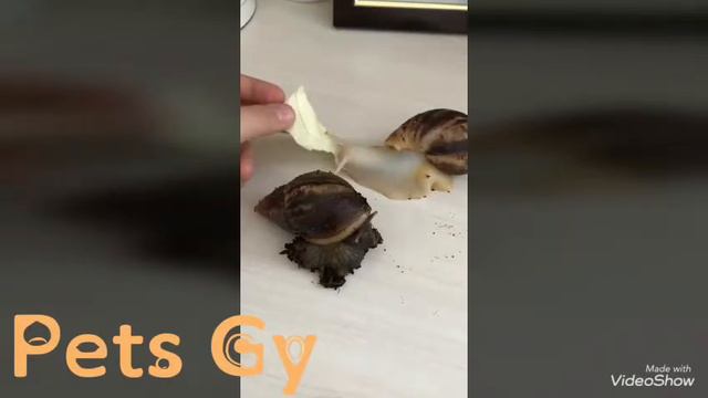 Мику заболела !!! Што случилось!? МАИ улитки гигантские ! смотреть онлайн