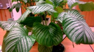 Калатея _ Уход за комнатным растением _