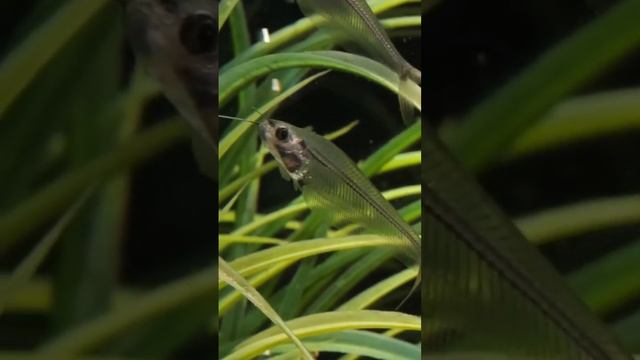 Как стекло?двуусый индийский стеклянный сомик это один из самых прозрачных животных наземле#shorts смотреть онлайн