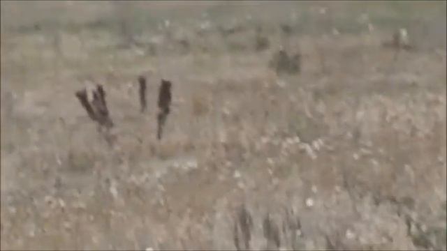 В гостях у сурка байбака! А он спит смотреть онлайн