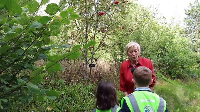 Rowan, Mountain Ash - Caorthann (Sorbus Aucuparia)