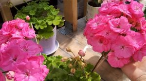 #553.Наливаем кофе-чай и смотрим большоооой обзор цветущих пеларгоний?