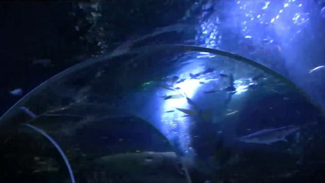 Sealife Helsinki - Long Tour смотреть онлайн