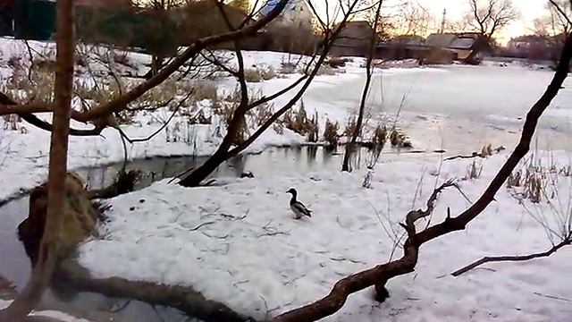 Утки на пруду зимой смотреть онлайн