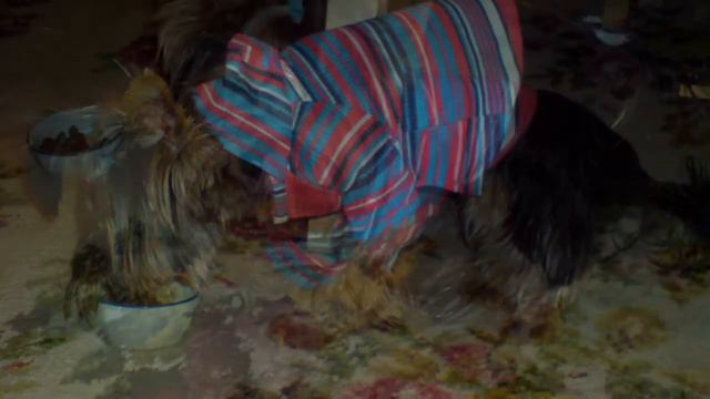 Dog, Штрудель супер крутая собака смотреть онлайн