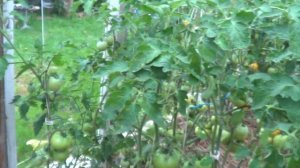 ТОМАТ АПЕЛЬСИН