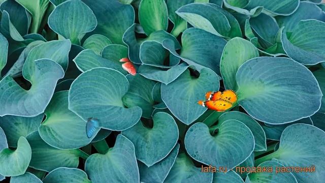 Хоста гибридная Блу Маус Ирс (hosta blu-maus-irs) ? обзор: как сажать, луковицы хосты Блу Маус Ирс смотреть онлайн