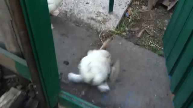 Прикольное видео Гусь упал и не может подняться смотреть онлайн
