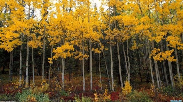 Картинка осень. Пейзаж осенний.