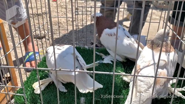 Птичий рынок г. Ташкент - ГОЛУБИ (19.06.2021) / Uzbek Pigeons смотреть онлайн