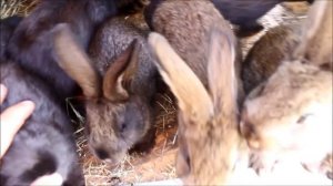 Содержание кроликов в вольере - самый удобный способ для домашнего содержания