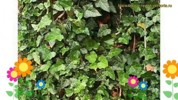 Хедера обыкновенный. Краткий обзор, описание характеристик, где купить саженцы hedera helix