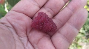 Малина Жаклин. Первый год плодоношени