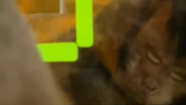 Monkey cooperation and fairness смотреть онлайн