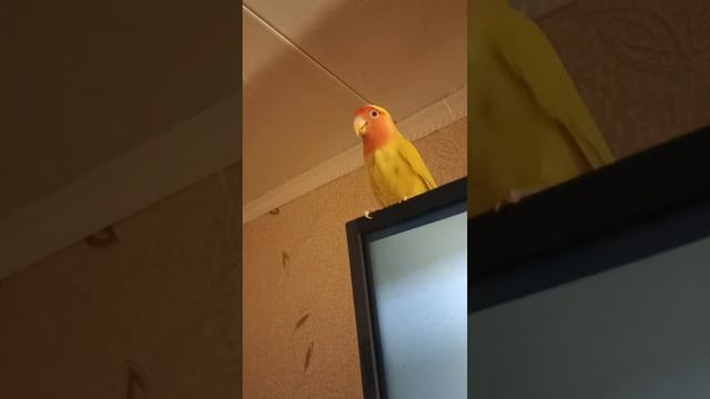 Кеша не хочет спать?#lovebirds #домашниеживотные#попугай #птицы#неразлучники#parrot#love #птенцы смотреть онлайн