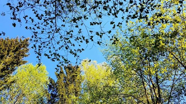 ПЕНИЕ ЛЕСНЫХ ПТИЦ. УРОК 10. УЧИМ ПОПУГАЯ ПЕТЬ КРАСИВЫЕ ТРЕЛИ! смотреть онлайн