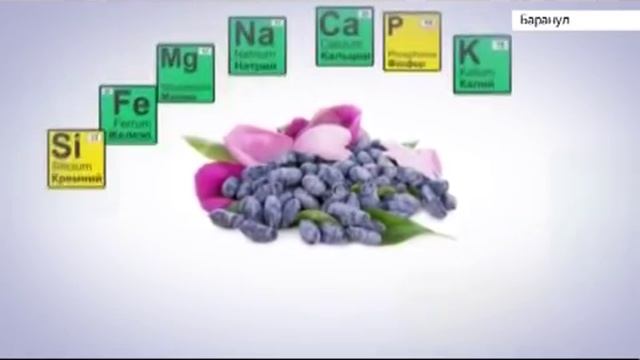 Жимолость в НИИ Лисавенко смотреть онлайн