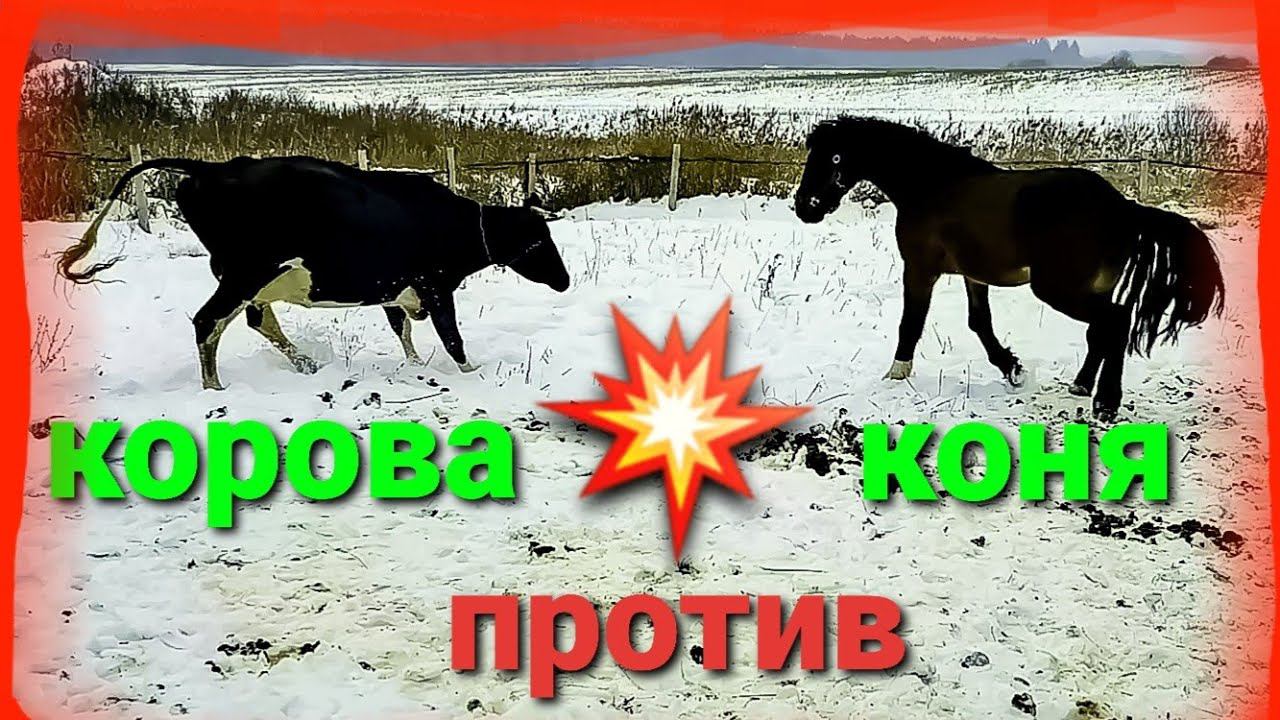 КОРОВА СНОСИТ ВСЁ НА ПУТИ смотреть онлайн