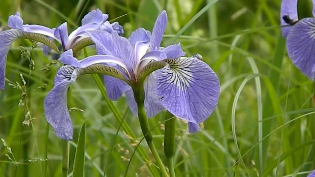 Iris setosa смотреть онлайн
