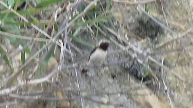 Black-eared Wheatear | Каменка чёрно-пегая Oenanthe hispanica (певчие птицы России) смотреть онлайн