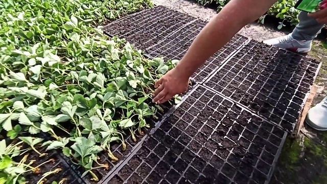 Розсада клубники ещё успеем Клери, Джоли, Альба смотреть онлайн