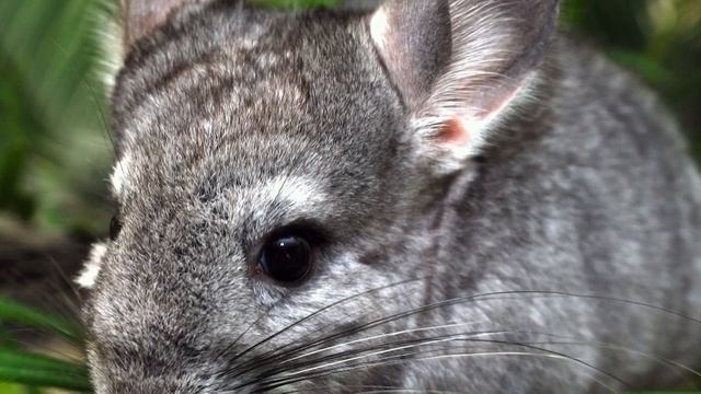 Как ухаживать за ШИНШИЛЛОЙ! Милый домашний питомец. Всё об уходе. смотреть онлайн