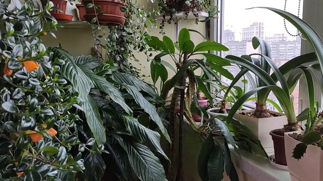 #цветыНаЛоджии 31.01.2020 г.Цветочные новости😉 О ГРУНТАХ.Ссылки под видео. смотреть онлайн