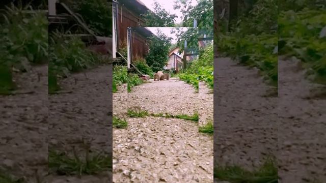 @nika_djessi_tina.korgi Инстаграм щенки смотреть онлайн