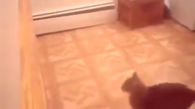 Смешные приколы с животными и мототехникой. смотреть онлайн