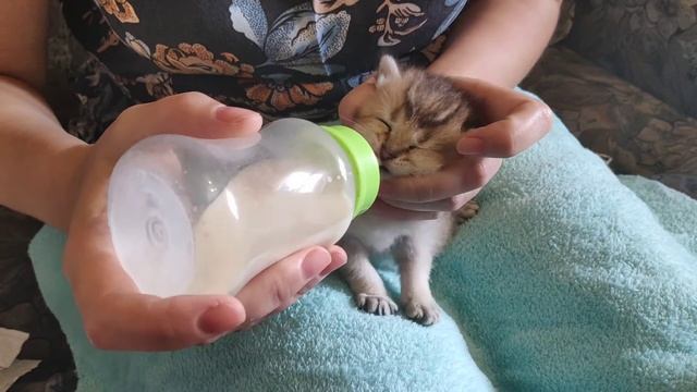 КАК И ЧЕМ КОРМИТЬ новорожденного котенка, если котенок слабенький и не набирает вес. смотреть онлайн