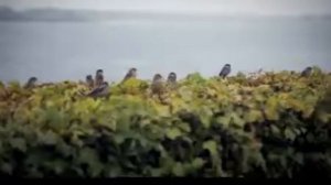 `АХ НОЧЬ, ГОЛУБАЯ НОЧЬ`   САМОЕ КРАСИВОЕ ИСПОЛНЕНИЕ